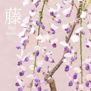 母の日 花 ギフト プレゼント 2026 盆栽...の詳細画像4