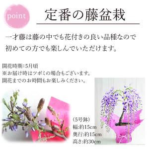 母の日 花 ギフト プレゼント 2026 盆栽...の詳細画像5