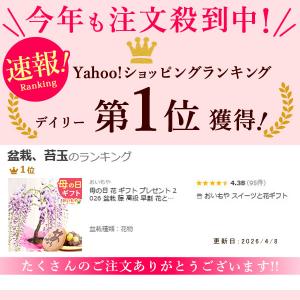 母の日 花 ギフト プレゼント 2026 盆栽...の詳細画像2
