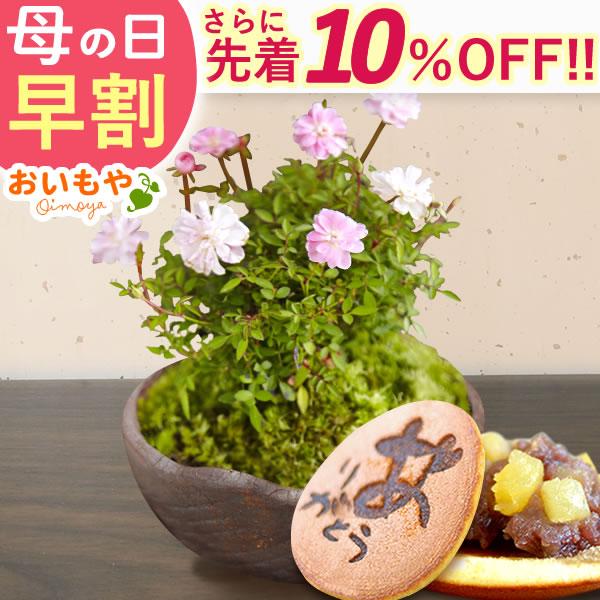 母の日 花 ギフト バラ 2026 プレゼント 早割 盆栽 ミニ 花とスイーツ スイーツ 薔薇 鉢植...