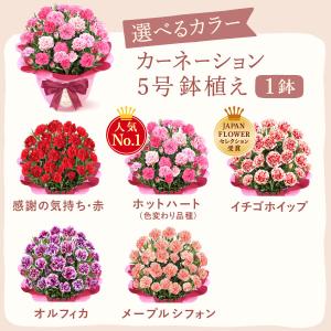 母の日 花とスイーツ 2026 ギフト プレゼ...の詳細画像2