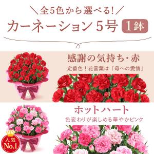 母の日 花とスイーツ 2026 ギフト プレゼ...の詳細画像3