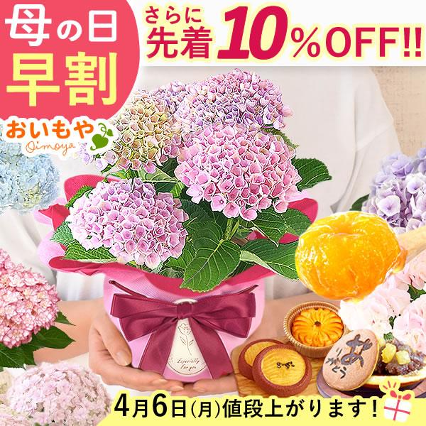 母の日 ギフト あじさい 花 2026 鉢植え 早割 アジサイ ゼリー 花とスイーツ プレゼント 紫...