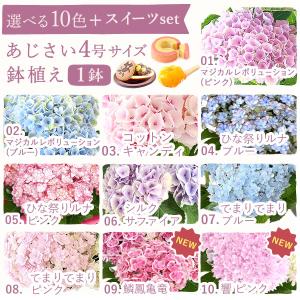 母の日 ギフト 花 プレゼント 2026 鉢植...の詳細画像3