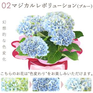 母の日 ギフト 花 プレゼント 2026 鉢植...の詳細画像5