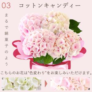 母の日 ギフト あじさい 花 2026 鉢植え...の詳細画像4