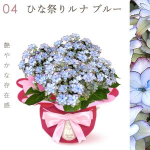 母の日 ギフト あじさい 花 2026 鉢植え...の詳細画像5