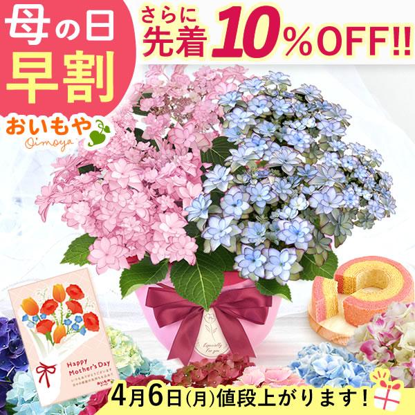 母の日 花 ギフト あじさい 5号 2026 アジサイ スイーツ 鉢植え プレゼント 花鉢 おしゃれ...