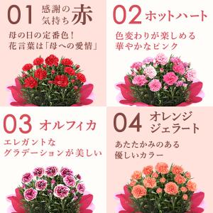 母の日 プレゼント カーネーション 花とスイー...の詳細画像4