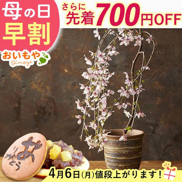 母の日 花 盆栽 ギフト 2026 プレゼント 早割 桜 高級 スイーツ 花とスイーツ 枝垂れ桜 鉢...