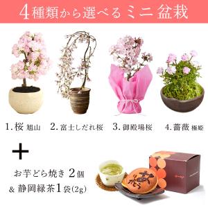 母の日 花 盆栽 ギフト 2026 プレゼント...の詳細画像3