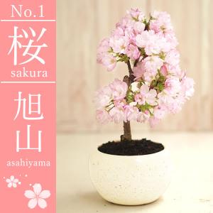 母の日 花 盆栽 ギフト 2026 プレゼント...の詳細画像4