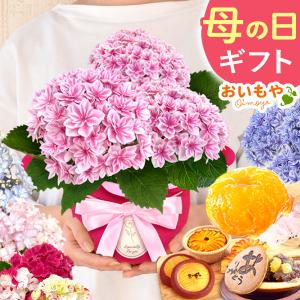 母の日 ギフト あじさい 花 2026 鉢植え プレゼント 花とスイーツ 花鉢 紫陽花 アジサイ 珍しい お菓子 カーネーション以外 60代 70代 80代 4号