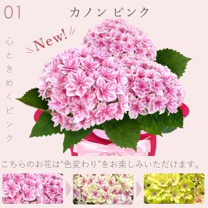 母の日 ギフト あじさい 花 2026 鉢植え...の詳細画像4