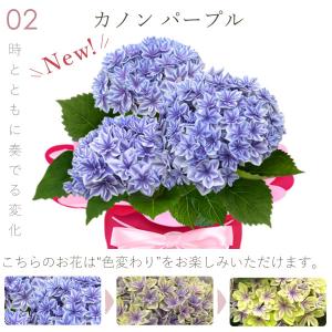 母の日 ギフト あじさい 花 2026 鉢植え...の詳細画像5