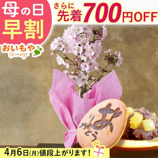 母の日 ギフト 花 2026 プレゼント 早割 盆栽 桜 高級 スイーツ 花とスイーツ おしゃれ 鉢...
