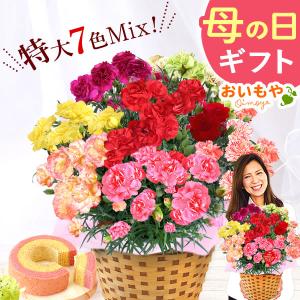 母の日 プレゼント 花 スイーツ 2024 早割 カーネーション ギフト 鉢植え 母の日ギフト 花とスイーツ 豪華 特別 お菓子 7号 7色 60代 70代 80代｜oimoya