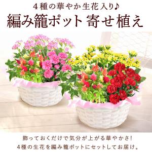 母の日 花 ギフト プレゼント スイーツ 早割...の詳細画像5