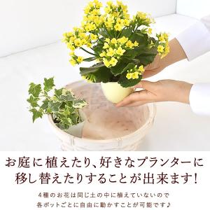 母の日 花 ギフト 鉢植え プレゼント スイー...の詳細画像5