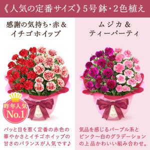 母の日 ギフト 花 カーネーション 2026 ...の詳細画像5