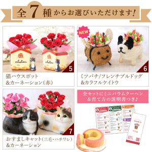 母の日 ギフト 2026 花 カーネーション ...の詳細画像4