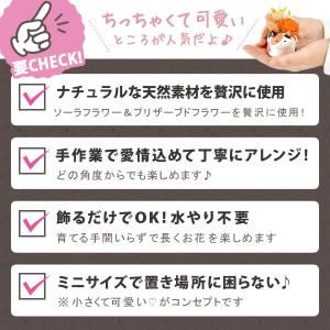 誕生日 プレゼント 猫 猫好き 花 ギフト 花...の詳細画像3