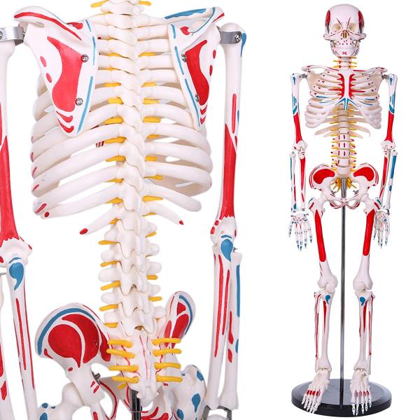 人体骨格模型 1/2人体モデル 筋肉起始／停止色表示型 85ＣＭ スタンド付き 整骨院 教材 医学 ...