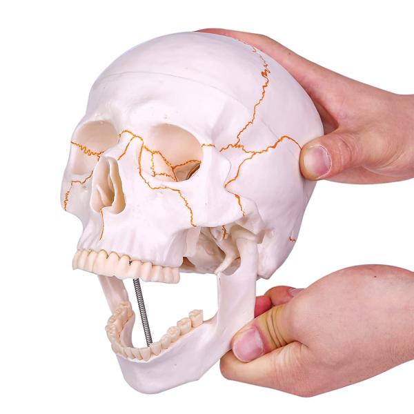 頭蓋骨模型 モデル 縫合線付き 実物大 超精密 忠実に再現 可動 ガイコツ 歯科 学校 病院 教材用
