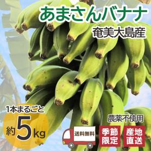 あまさんバナナ 5kg  奄美大島 島バナナ 国産バナナ 無農薬 ご自宅用｜oira-yshop