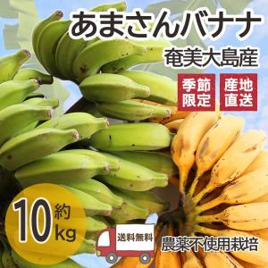 あまさんバナナ 10kg  奄美大島 島バナナ 国産バナナ 無農薬 ご自宅用｜oira-yshop