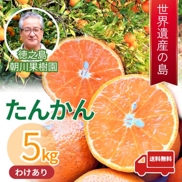 【訳あり】たんかん 奄美徳之島産５kg｜朝川果樹園｜ご家庭用サイズ不揃い お得