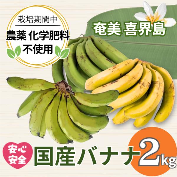 国産バナナ 無農薬 自然栽培 奄美喜界島産 三尺バナナ 2kg