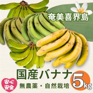 沖縄県産アップルバナナ (2kg)【送料無料・即発送可】 : 沖縄琉堂