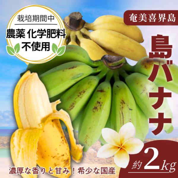 喜界島産 島バナナ 小笠原種 無農薬 自然栽培 希少フルーツ 南国の濃厚な甘み 送料無料 2kg