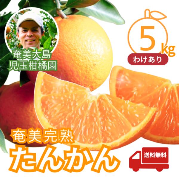 【訳あり】完熟たんかん 奄美大島産 5kg｜児玉柑橘園｜家庭用・除草剤不使用 【2026年2月中旬〜...