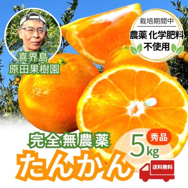 【無農薬】喜界島産 秀品たんかん 5kg ｜ 原田果樹園 ｜ 農薬除草剤不使用 奄美群島 産地直送