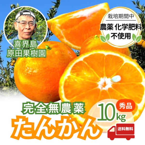 【無農薬】喜界島産 秀品たんかん 10kg ｜原田果樹園 ｜農薬除草剤不使用 奄美群島 産地直送