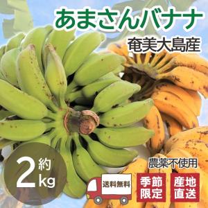 あまさんバナナ 2kg  奄美大島 島バナナ 国産バナナ 無農薬 ご自宅用｜oira-yshop