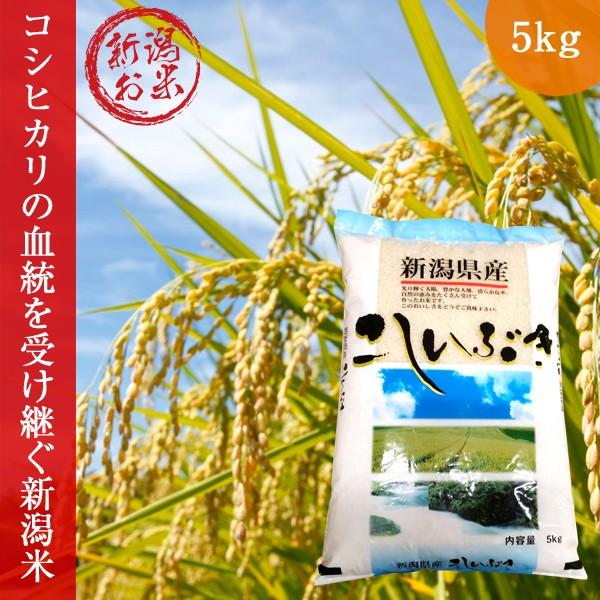 新潟こしいぶき 5kg 令和5年度 コシイブキ 新米 白米 送料無料