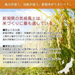 岩船産コシヒカリ 10kg (5kg×2) 令...の詳細画像2