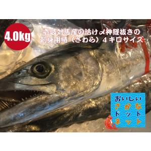 美味しい魚特選海鮮ギフト］超特大！壱岐対馬産 一本釣り【活け〆】鰆