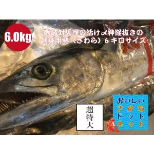[美味しい魚特選海鮮ギフト］超特大！壱岐対馬産 一本釣り【活け〆】鰆（さわら）　１尾6kgサイズ（5.5kg〜6.5kg）［国産］［冷蔵便｜oishii-sakana