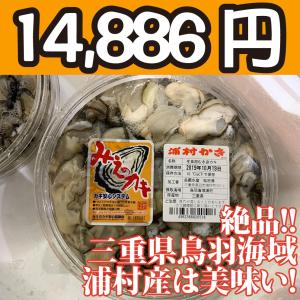 送料無料！【冷凍じゃない！】水に浸かっていないので縮みにくい牡蠣です。三重県鳥羽浦村産の生牡蠣むき身（特大） 500g 円盤パック5個｜oishii-sakana