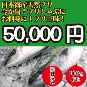 2023年入荷次第発送開始！ 10kg以上 日本海産 ブリ（天然ブリ）[生]　1匹｜oishii-sakana