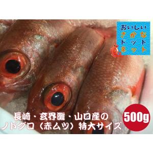 [美味しい魚特選海鮮ギフト］のどぐろ（アカムツ）長崎・玄界灘・山口産 500g前後 1尾｜oishii-sakana