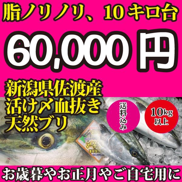 2023年入荷次第発送開始！　希少品　新潟県佐渡産超特大天然寒ブリ10キロ以上（活け〆血抜き神経抜き...