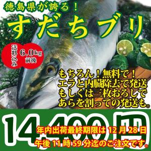 2020年入荷次第発送開始！話題沸騰！徳島県が誇る！すだちブリ6.0kg前後　御歳暮や贈り物に｜oishii-sakana