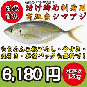 絶品！高級活魚活け締めシマアジ（縞鯵）一尾1.5kg｜oishii-sakana