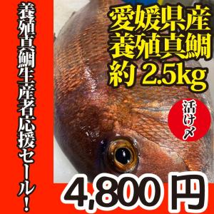 活〆　真鯛　１枚　約2.5ｋｇ（愛媛県産　養殖）｜oishii-sakana