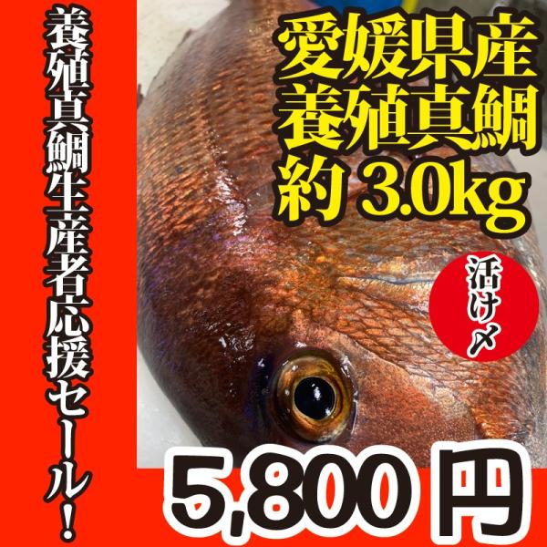 活〆　真鯛　１枚　約3.0ｋｇ（愛媛県産　養殖）